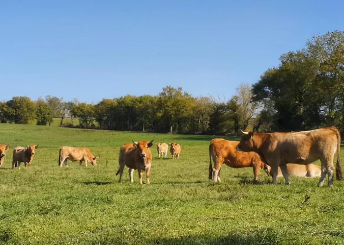 Ferienhaus Maison De Ferme Renovee & Lumineuse - Renovated, Bright & Quiet Stone 20 Min From Rodez Flavin